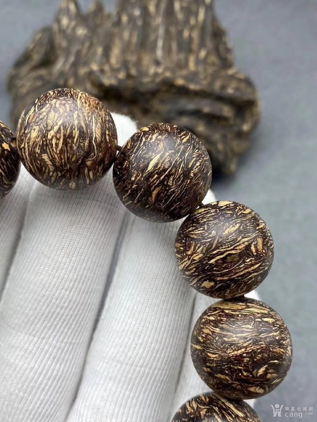 越南芽庄沉水级(瘤疤花沉香)