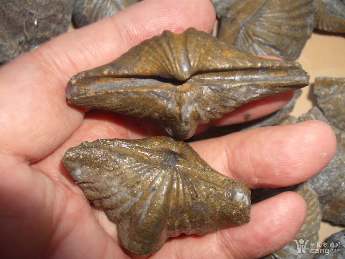 4亿年前泥盆纪黄铁矿化颠石燕化石65枚一起出售