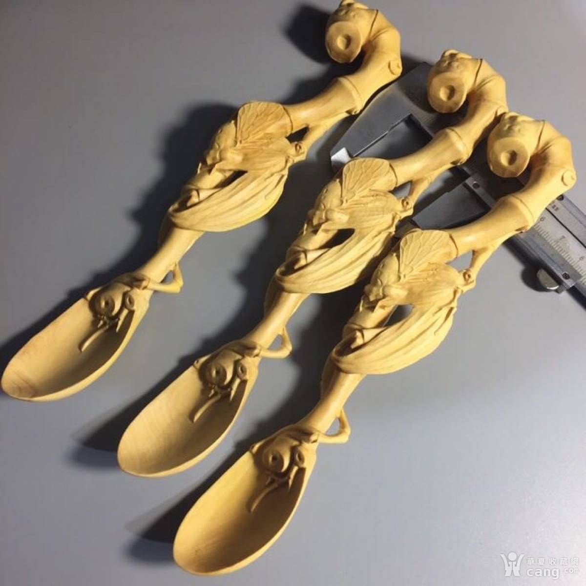 小叶黄杨木 长度20公分 现货在店里