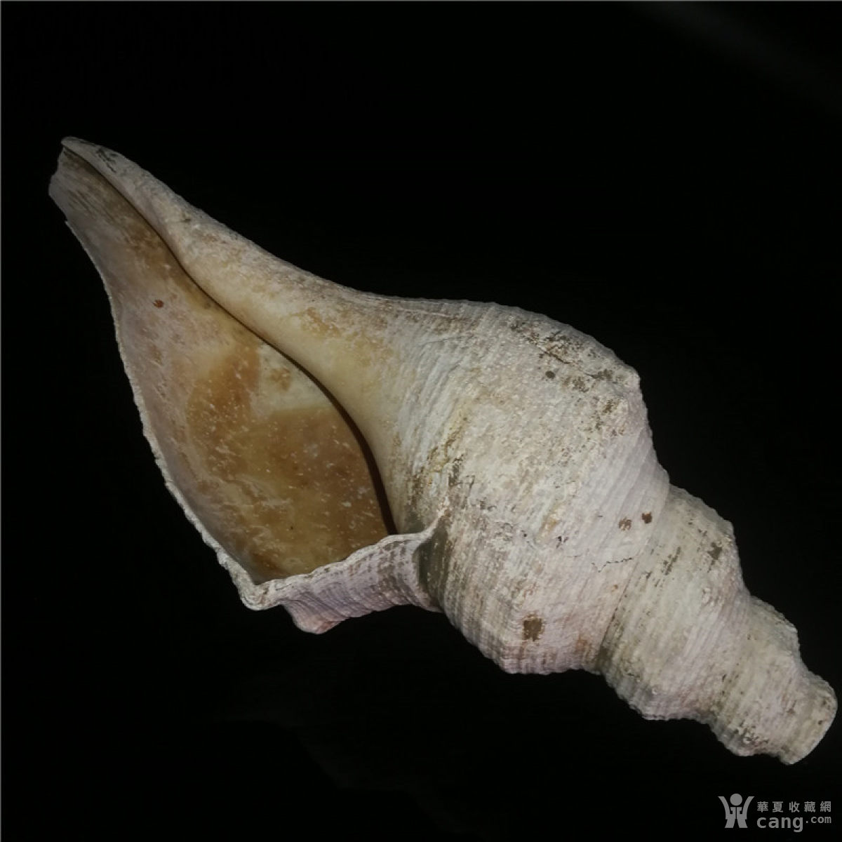 f126 道家老法螺法器