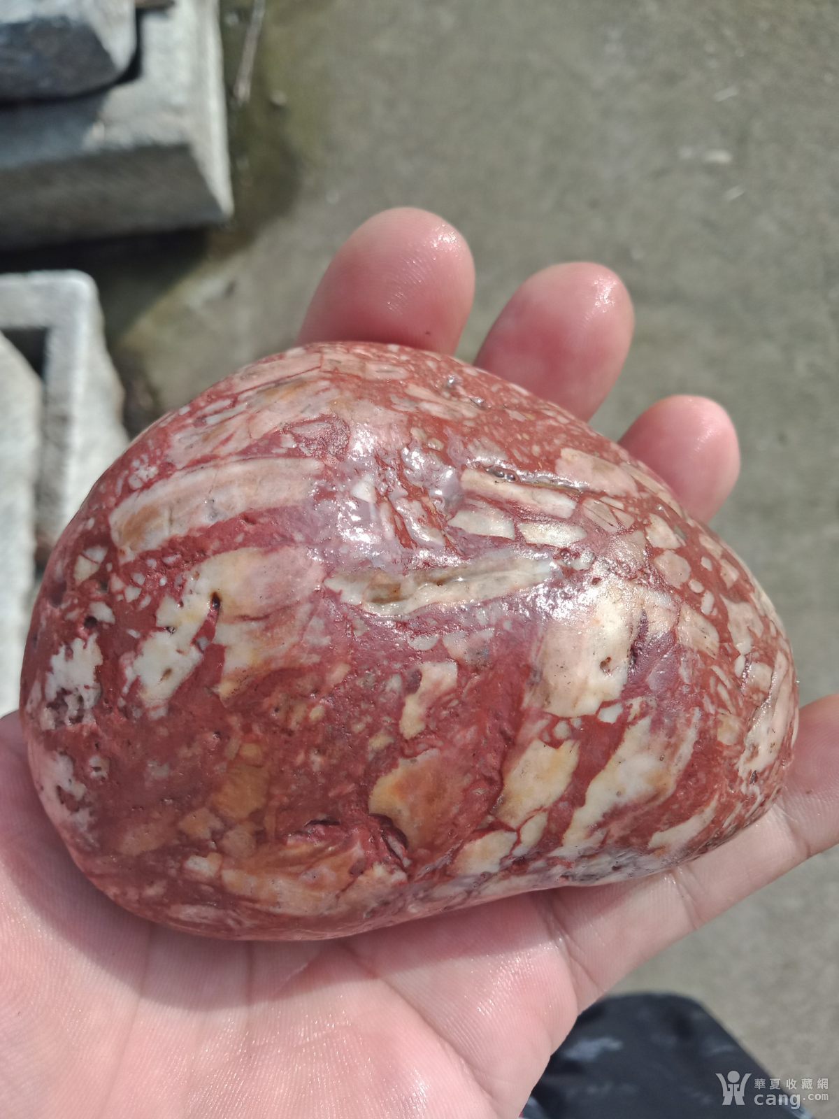 红白相间的猪腰子石头