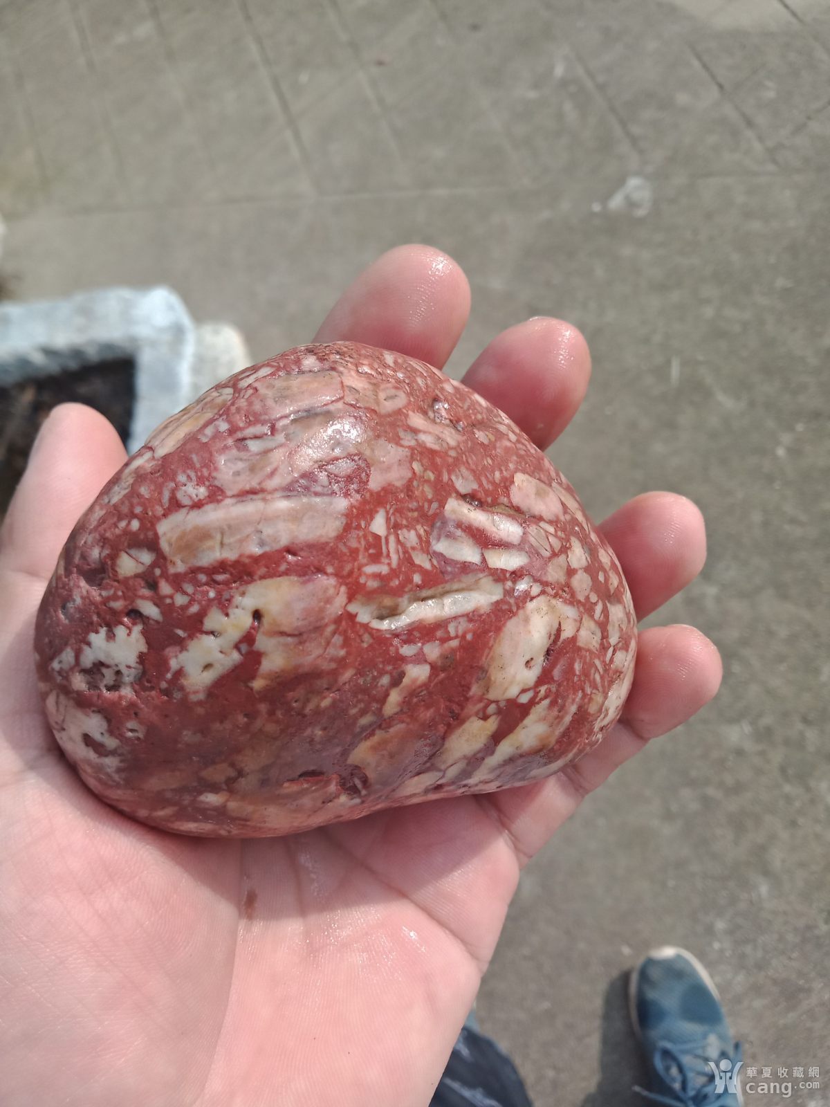 红白相间的猪腰子石头