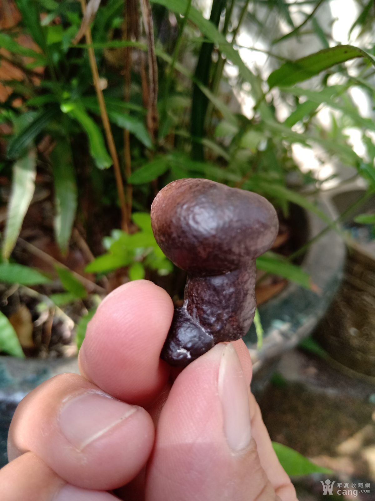 天然奇石《蘑菇》