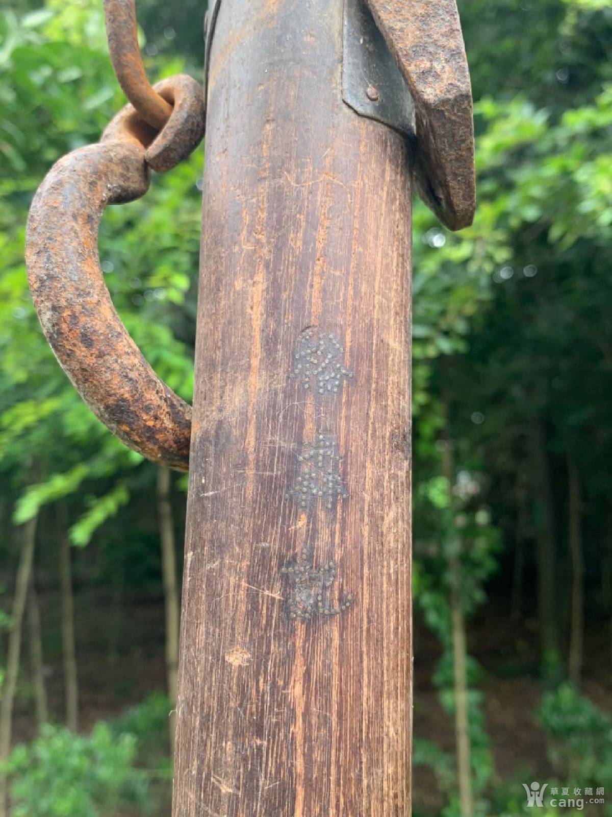 晚清-罕见品-柞榛木-特大号-大称