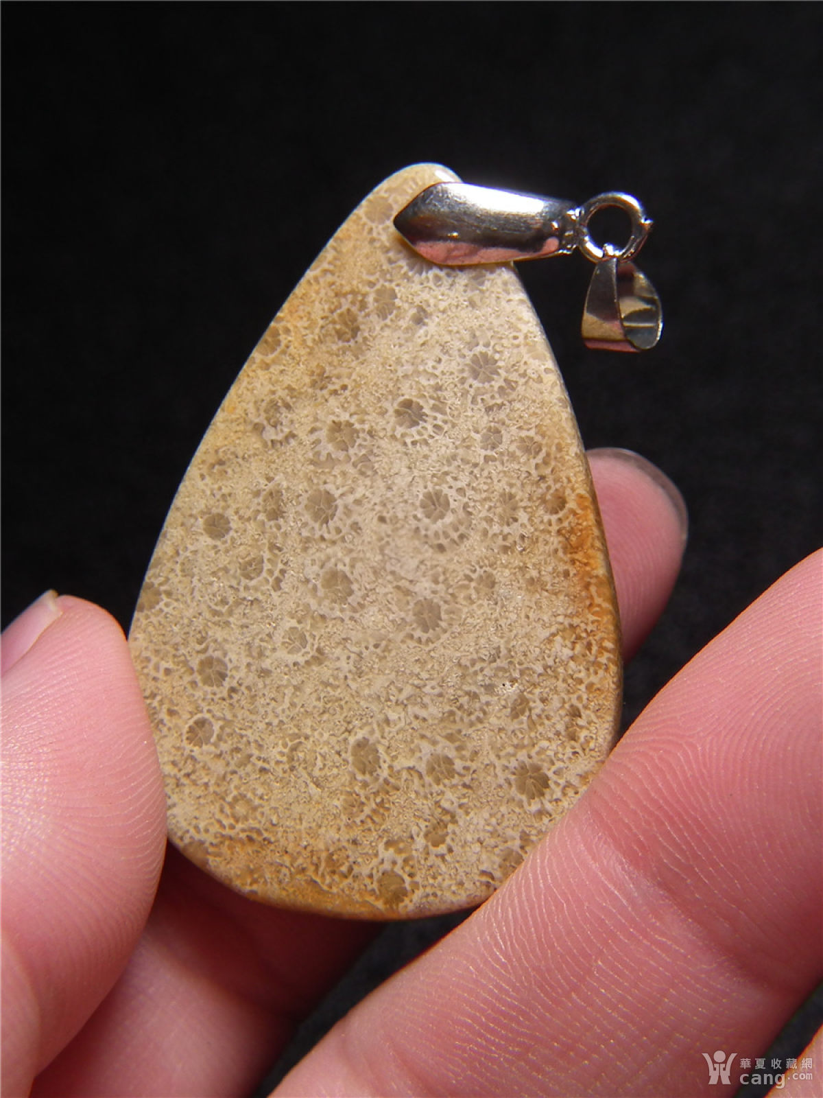 a14 近十年的珊瑚玉(珊瑚的化石)凸起厚实水滴型大佩