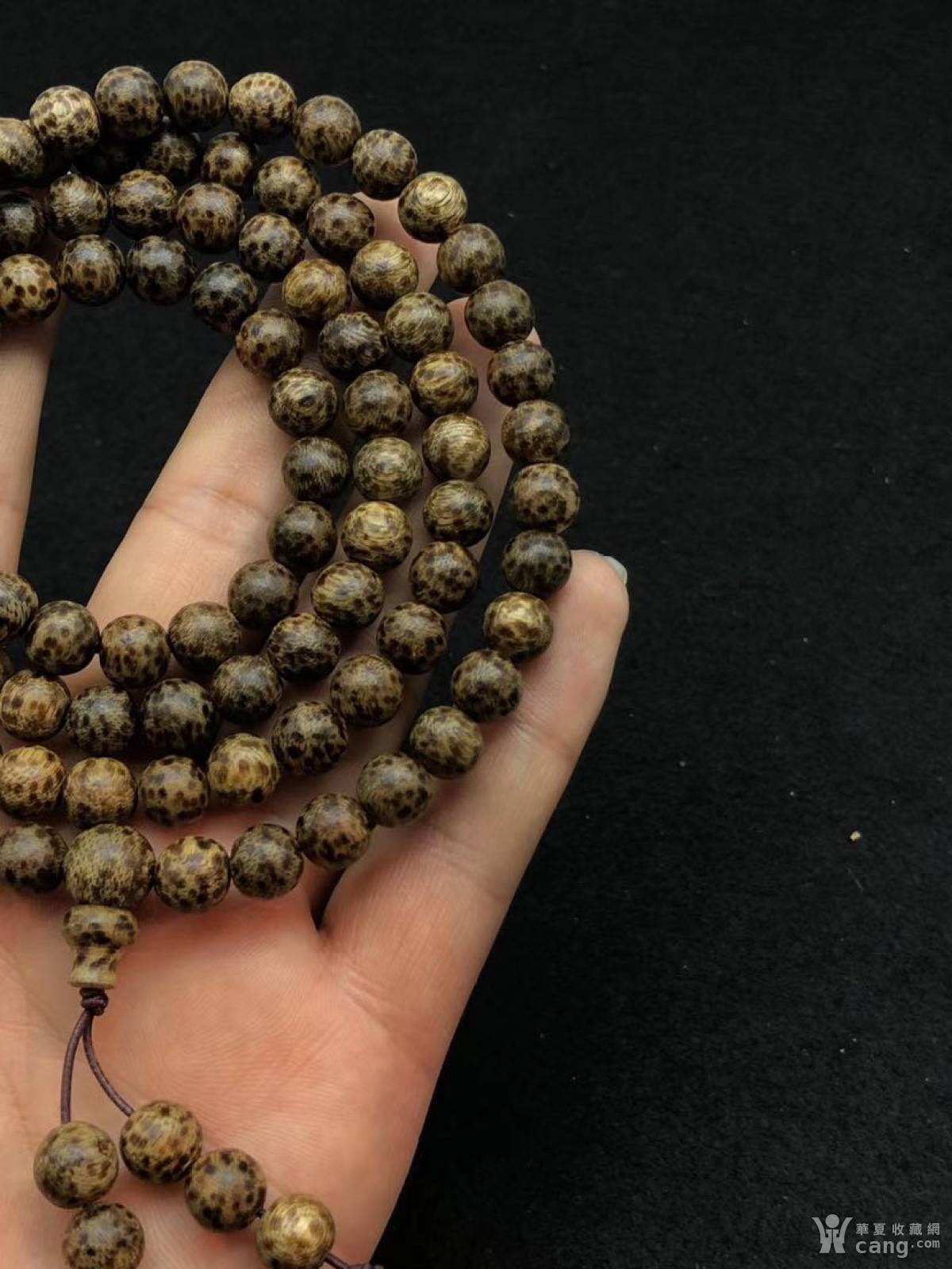 越南蚂蚁沉沉香