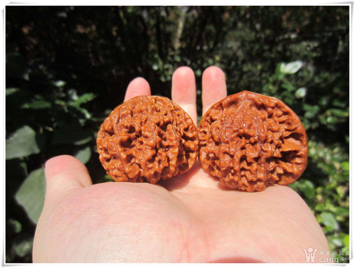 【云破处】盘玩5年的很高档的麒麟纹狮子头一对核桃