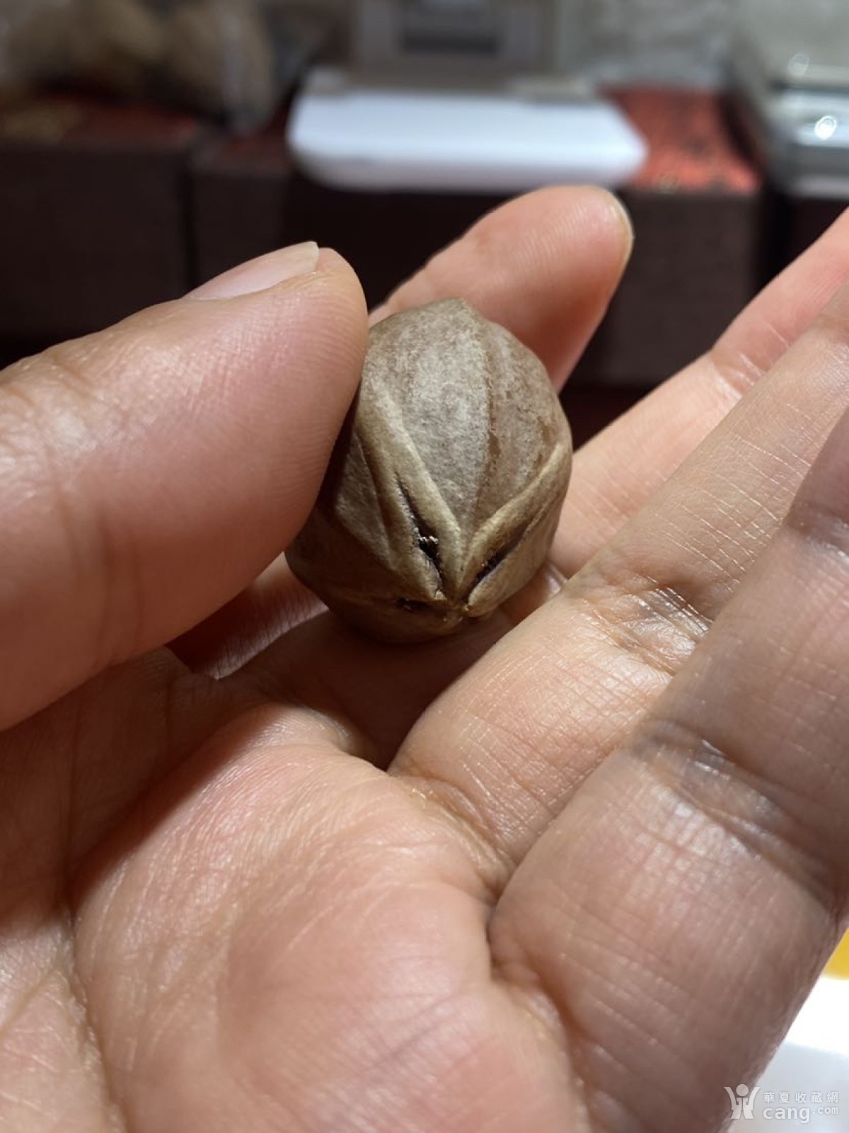 福利四花核，8年老铁树大尺寸2。73x3.6喜欢的来价格不贵